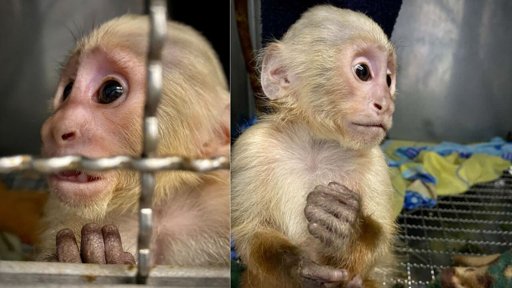 Rescate de monos en el Valle de Aburrá revela crueldad del cautiverio y tenencia ilegal de fauna silvestre