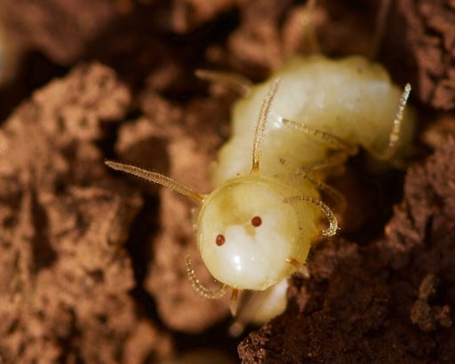 Larvas de varejeira usam "máscaras" e disfarce químico para se infiltrarem em termiteiras