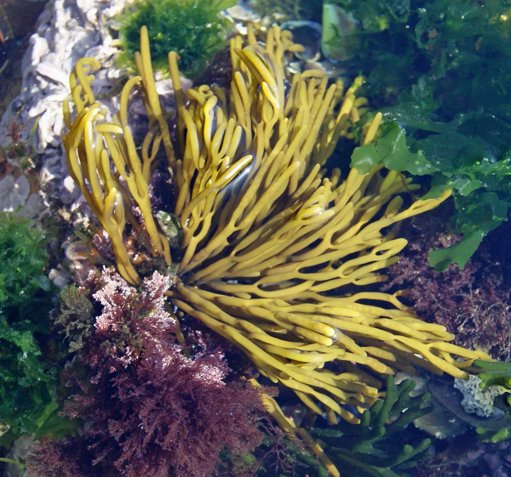 Novo Guia Ilustrado Mapeia a Riqueza das Macroalgas da Costa Portuguesa