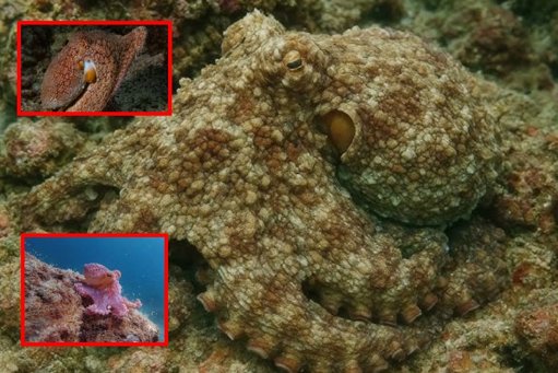 Científicos replican el camuflaje del pulpo con bacterias modificadas genéticamente