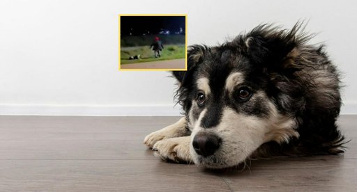 Indignación en Zipaquirá por video de maltrato a un perro en un parque público