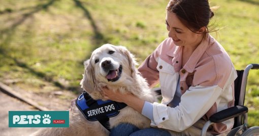 Crescimento da Terapia Assistida por Animais em Portugal