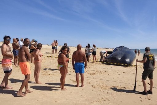 Cachalote de 14 Toneladas Morre Após Arrojar na Ilha da Armona