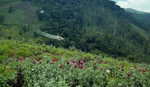 Gobierno anuncia reanudación de aspersión con glifosato mediante drones