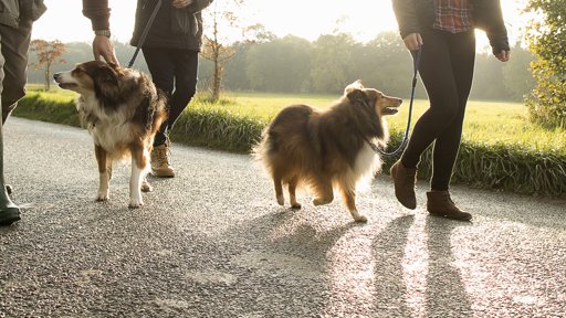 Comunidades Unem-se em Todo o País para Celebrar o Dia Mundial do Animal