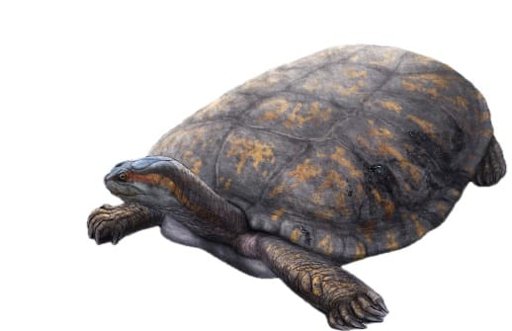 Nombran nueva especie de tortuga fósil 'Shakiremys colombiana' en honor a Shakira