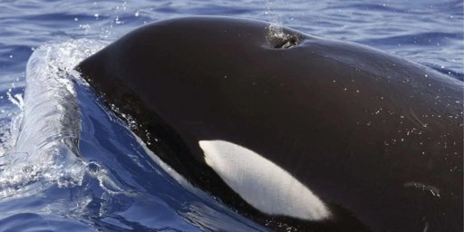 Aumento de interações com orcas na costa portuguesa causa danos e obriga a resgates
