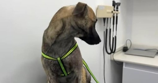 El caso de 'Coronel Bizcocho': un símbolo nacional contra el maltrato animal