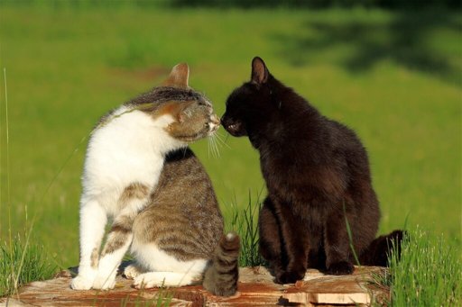 El origen de los gatos domésticos se redefine: un estudio genético apunta al norte de África