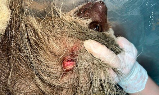 Tenencia irresponsable de mascotas en Cali genera abandono y ataques a la fauna silvestre