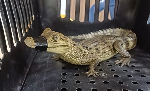 Insólito hallazgo en Soacha: rescatan una babilla que era mantenida como mascota en una pecera