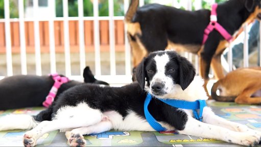 Última 'Adoptatón' del año en Medellín busca hogar para 80 animales y promueve una Navidad sin pólvora