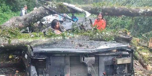 Mueren dos personas al caer un árbol sobre su camioneta en Hidalgo