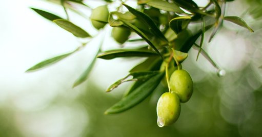 Previsão de produção de azeite aponta para 160 a 170 mil toneladas