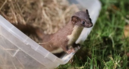 Liberación de Fauna Silvestre en Cundinamarca Refuerza Compromiso Ambiental
