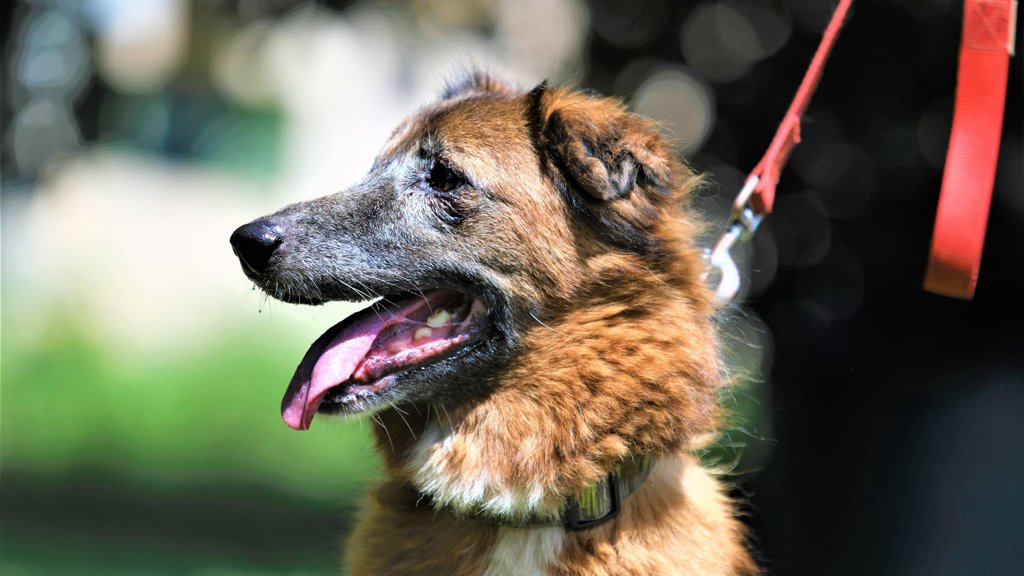 Abandono e Maus-Tratos a Animais: GNR Revela Estatísticas e Apela à Responsabilidade