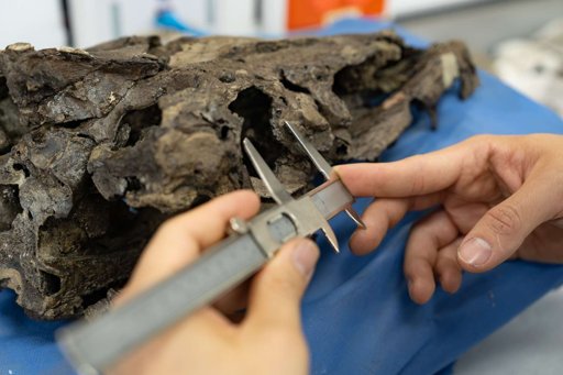 Nuevos fósiles de reptiles marinos consolidan a Colombia como referente paleontológico