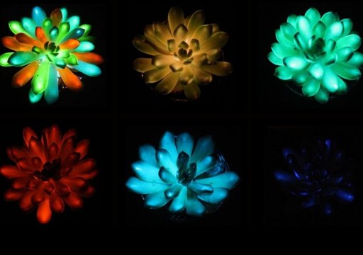 Cientistas Criam Plantas que Brilham no Escuro e Abrem Caminho a "Lâmpadas Vivas"