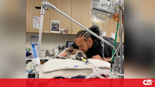 Lewis Hamilton Pede Orações pelo Cão em Coma