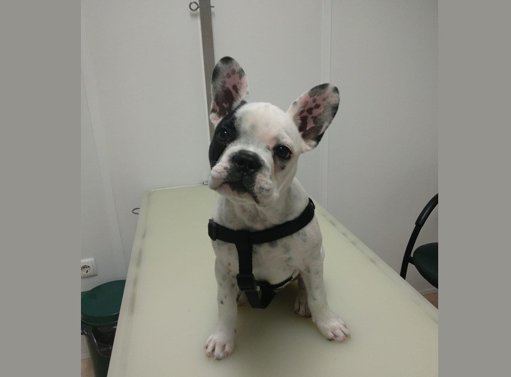 Cães em Destaque: Do Apoio Terapêutico em Hospitais ao Serviço nas Forças de Segurança