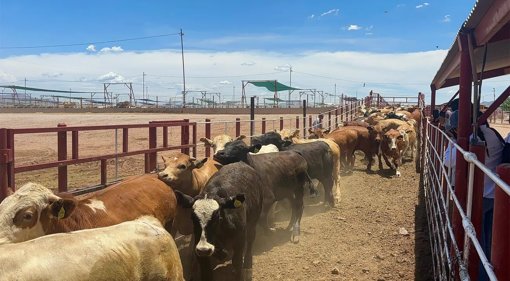 Sin acuerdo para reabrir frontera ganadera entre México y EE.

UU.