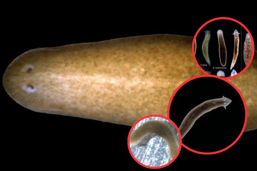 El gusano inmortal: revelan los secretos de la planaria que regenera su cuerpo por completo