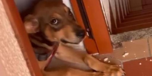 Rescate del cachorro Jack en Medellín evidencia rechazo al maltrato emocional