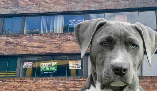 Tenencia de Mascotas en Propiedad Horizontal: Un Derecho con Responsabilidades Claras