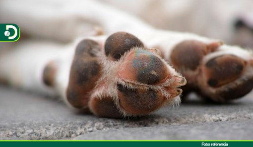 Ola de Maltrato Animal en Antioquia: Casos de Envenenamiento y Agresión Generan Indignación