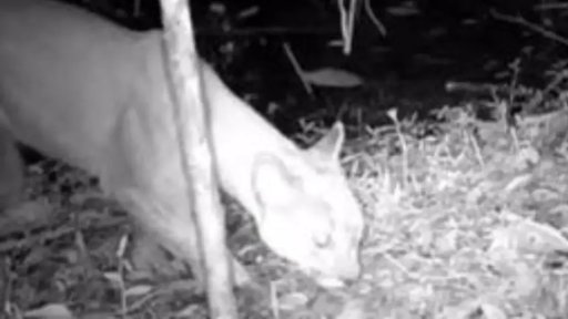 Avistamiento inédito de un puma en reserva protegida de Itagüí confirma riqueza de biodiversidad