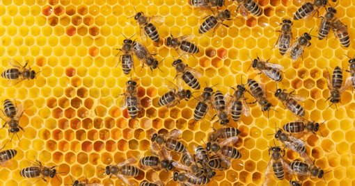 Fósseis de 24 Milhões de Anos Revelam a Mais Antiga Interação Direta entre Abelhas e Flores