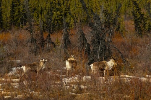 Governo Trump Abre Refúgio de Vida Selvagem no Alasca à Exploração Petrolífera