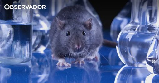 Inteligência Artificial cria o mapa mais detalhado de sempre do cérebro de ratos