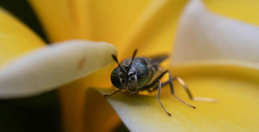 Descoberto primeiro caso de planta que imita odor de formigas feridas para atrair polinizadores