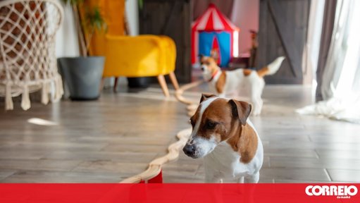 Cresce a Tendência das Creches para Cães como Solução para o Bem-Estar Animal