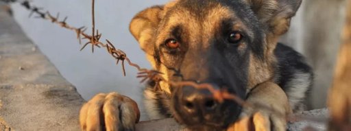 Se disparan las cifras de maltrato animal en Bogotá