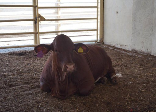 Alerta sanitaria por gusano barrenador enciende focos rojos en Nuevo León y Estados Unidos