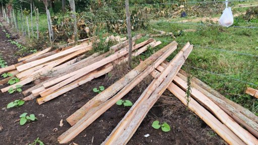 Desarticulan a 'Los Leñadores', red dedicada a la tala y comercialización ilegal de madera