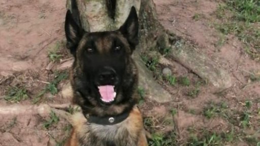 Mueren 'Léster' y 'Telmo', caninos de la Policía en ataque a helicóptero en Amalfi