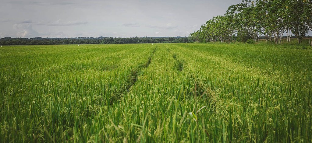 Ministerio de Agricultura fija precios mínimos para el arroz paddy verde en cinco zonas productoras