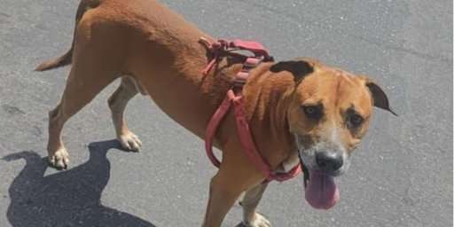 Comunidades se Movilizan por Perros Desaparecidos en Tolima y Antioquia