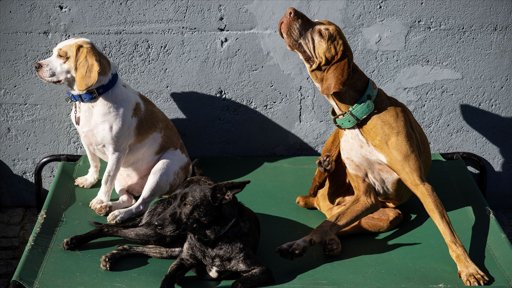 Alerta em Lisboa: Falsos Funcionários da Casa dos Animais Exigem Resgate por Animais Desaparecidos