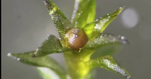 Musgo sobrevive nove meses no espaço e germina com sucesso na Terra