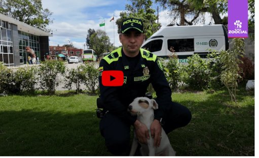 Estación de Policía de Kennedy se convierte en refugio para perros callejeros en Bogotá