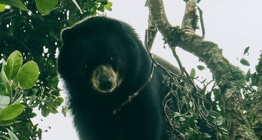 Avistamiento de oso andino moviliza a autoridades ambientales en Palmira