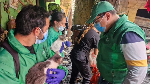 Rescatan a 30 animales en condición de abandono en Bogotá
