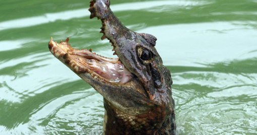 Rescatan ocho babillas atrapadas en un depósito de aguas lluvias en Neiva