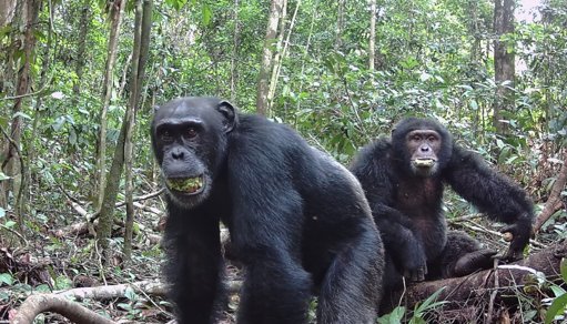 Chimpanzés Selvagens Consomem Álcool Diariamente Através de Fruta Fermentada