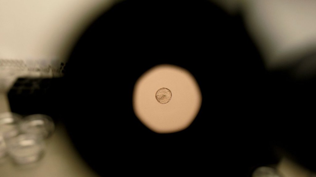 Graban por primera vez en tiempo real la implantación de un embrión humano, un hito para la biología reproductiva