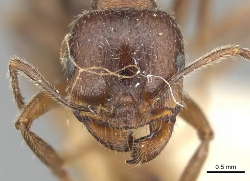 Xenoparidade: Descoberto Modelo de Reprodução Inédito em Formigas Ibéricas